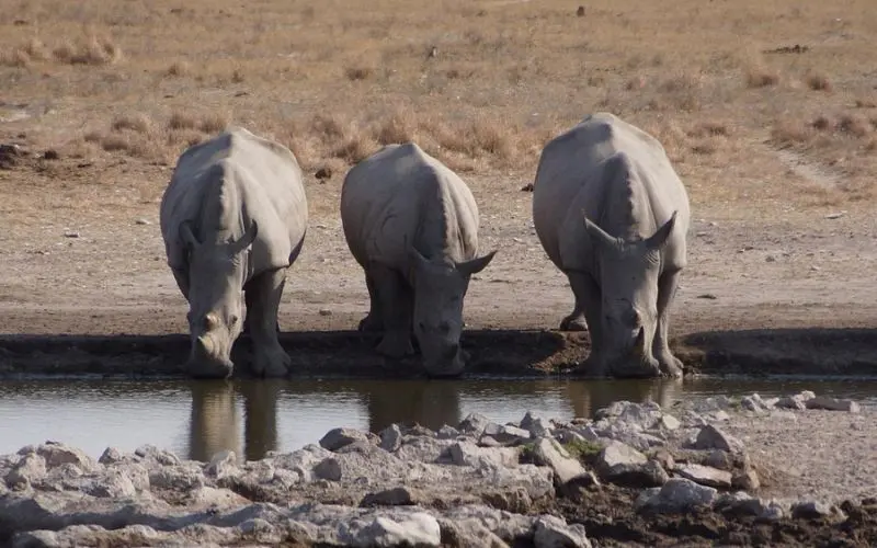 Three rhinos drinking water at Khama Rhino Sanctuary.