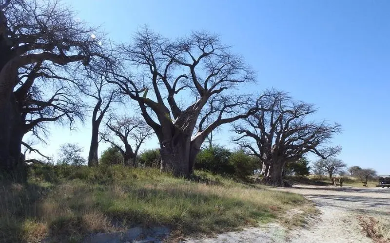 Group of baobab trees under a clear blue sky at Makgadikgadi Pans National Park.