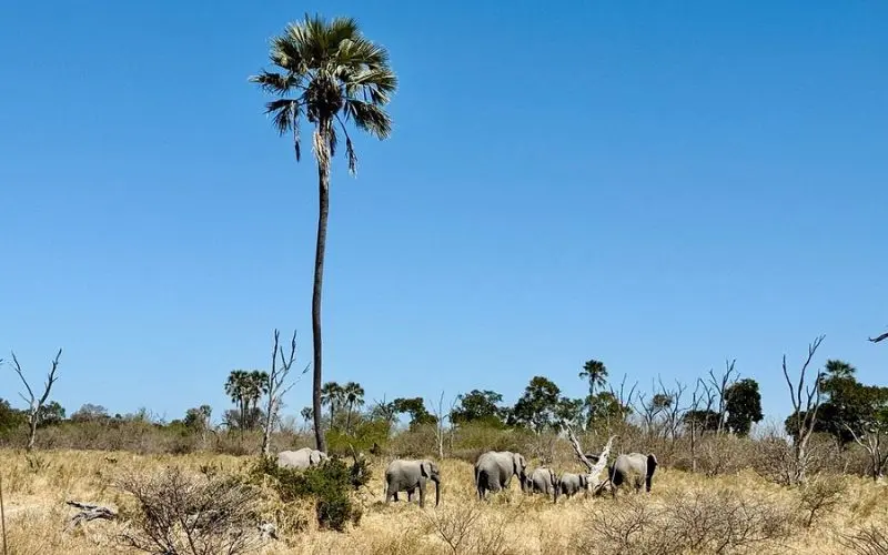 Elephants grazing near a tall palm tree at Moremi Game Reserve.