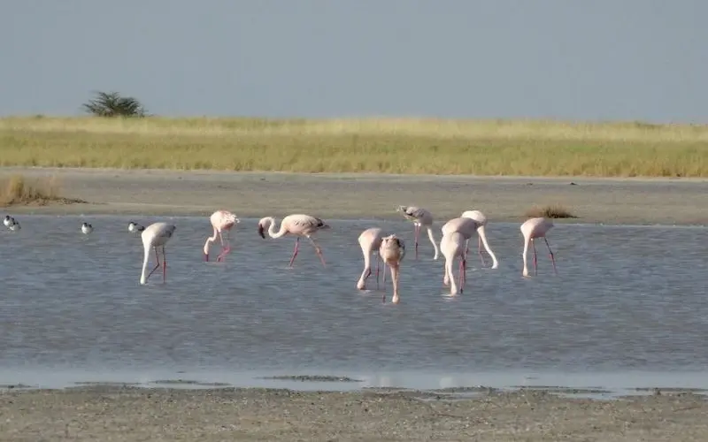 Flamingos wading in shallow water at Nata Bird Sanctuary.