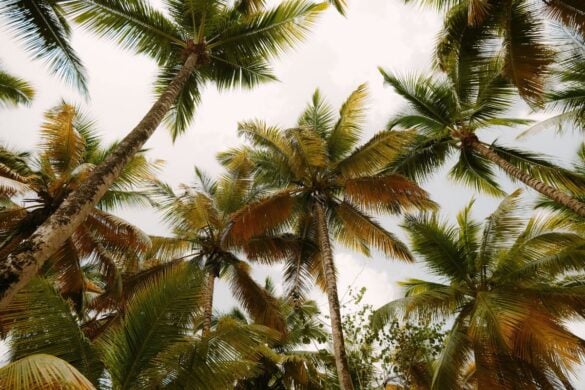 Get ready to explore the Dominican Republic with the best airlines!