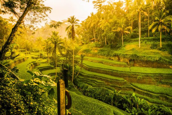12 Best Things to Do in Ubud, Bali for an Unforgettable Adventure