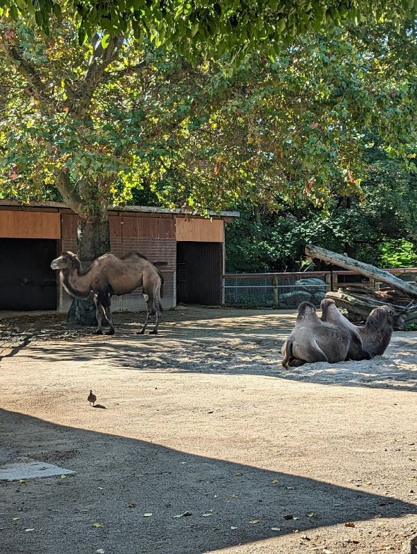"A Day at Frankfurt Zoo - Where the Wild Calls Home