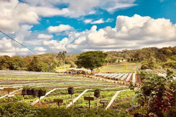 The 12 Prettiest Spots in Davao City You Won’t Believe Exist      