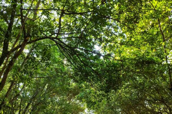 12 Epic and Beautiful Spots to See in Suriname 