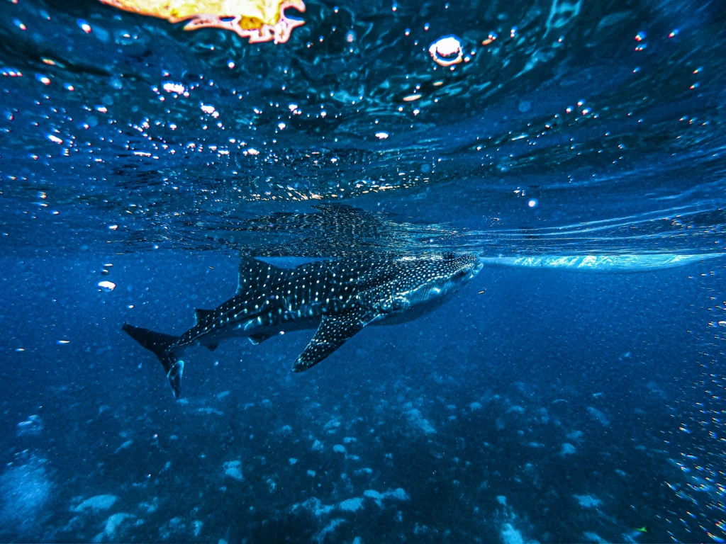 Swimming with whale sharks is one of the best things to do in Cebu.