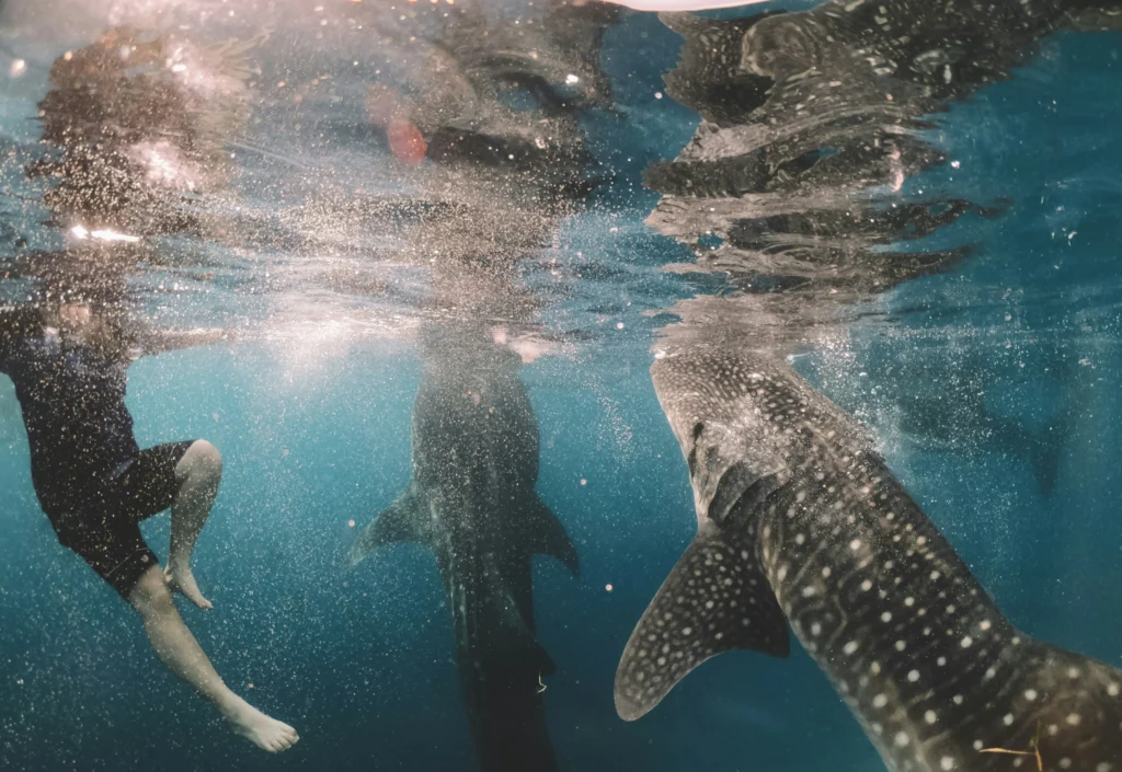 Snorkeling with whale sharks in Oslob, Cebu, Philippines.