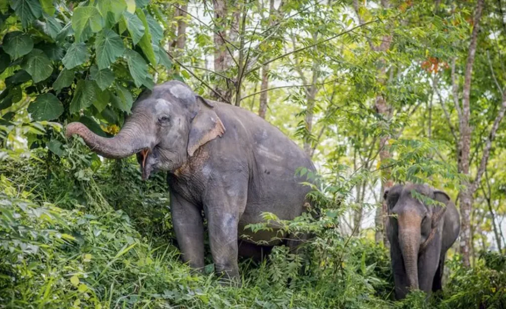 Phuket Elephant Sanctuary Canopy Walkway Tour