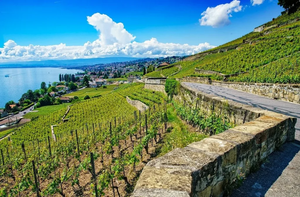 Lavaux Vineyard Terraces