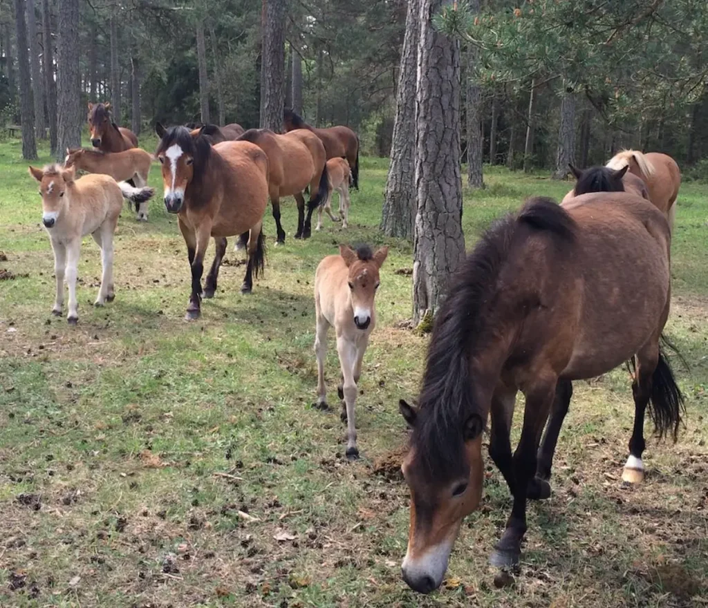  Lojsta Heath wildlife