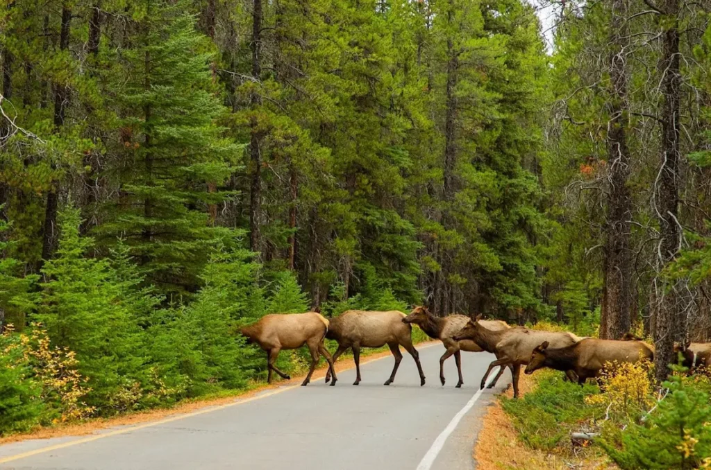 Banff Highlights & Wildlife tour