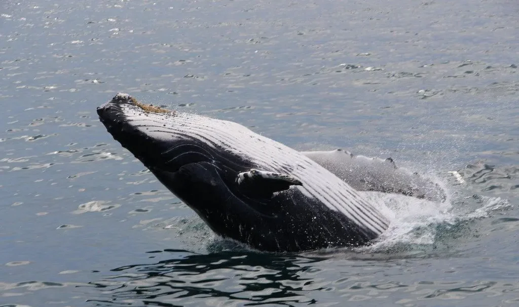Whale Watching Tour in Gloucester