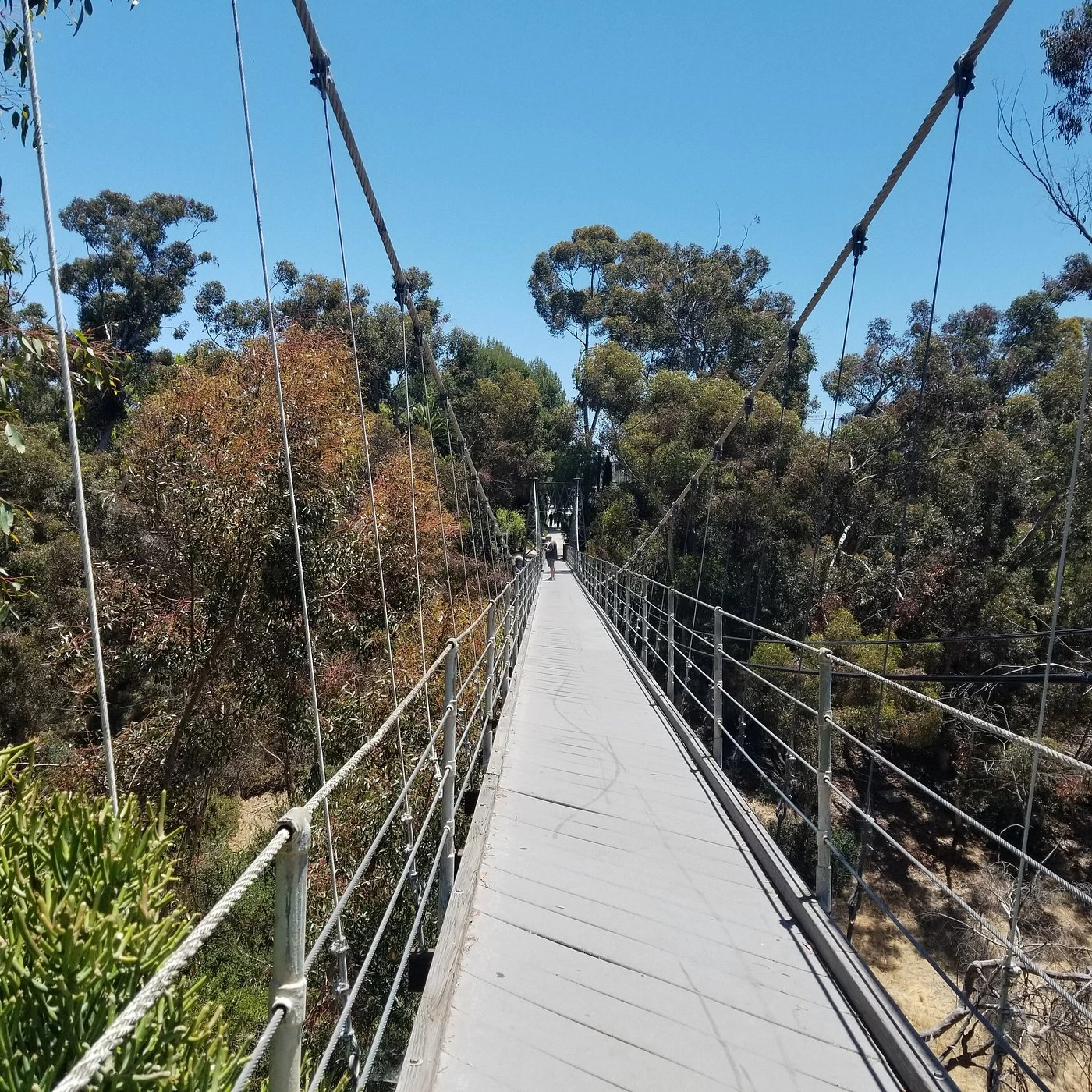Spruce Street Suspension Bridge in San Diego showing the wooden walkway stretching across the canyon with eucalyptus trees and blue sky