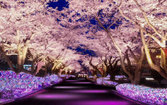 12 Picture-Perfect Spots in Tokyo That Feel Like a Dream - Global Viewpoint