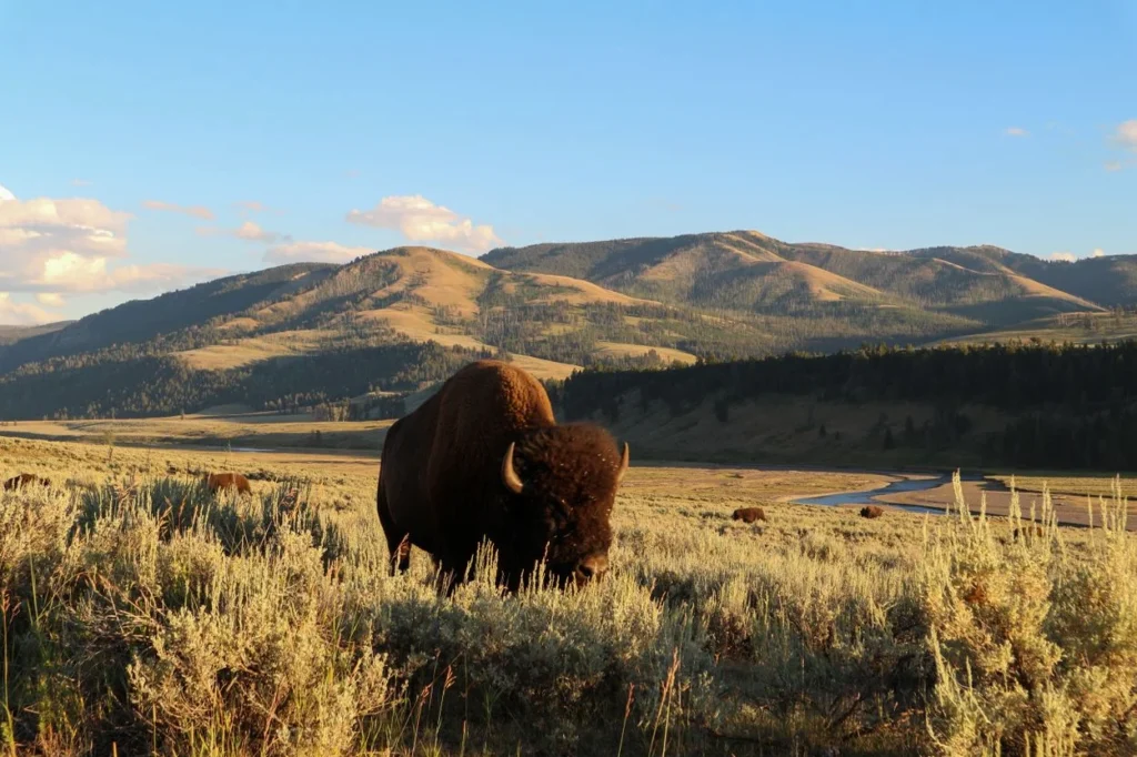 An American bison grazing in the grassy plains of Lamar Valley with rolling mountains in Yellowstone
