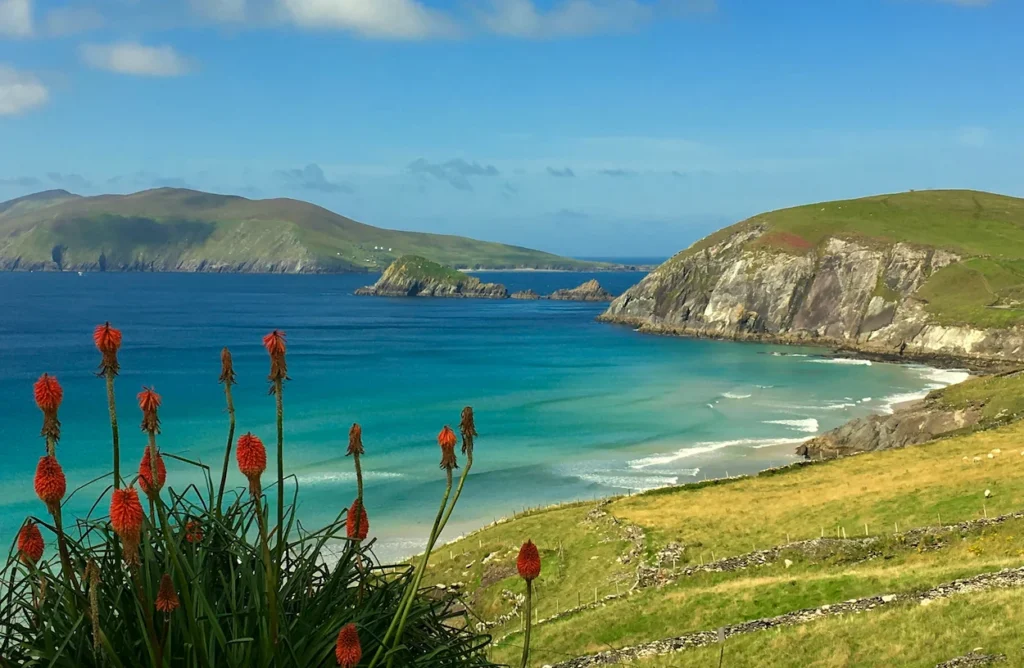 Coumeenoole Beach on the Dingle Peninsula with bright orange flowers in the foreground