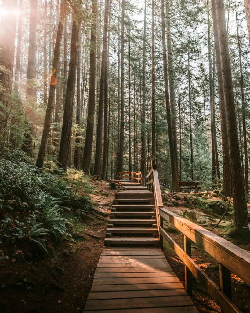 Wooden boardwalk steps leading through a dense, tall pine forest with sunlight filtering through the trees