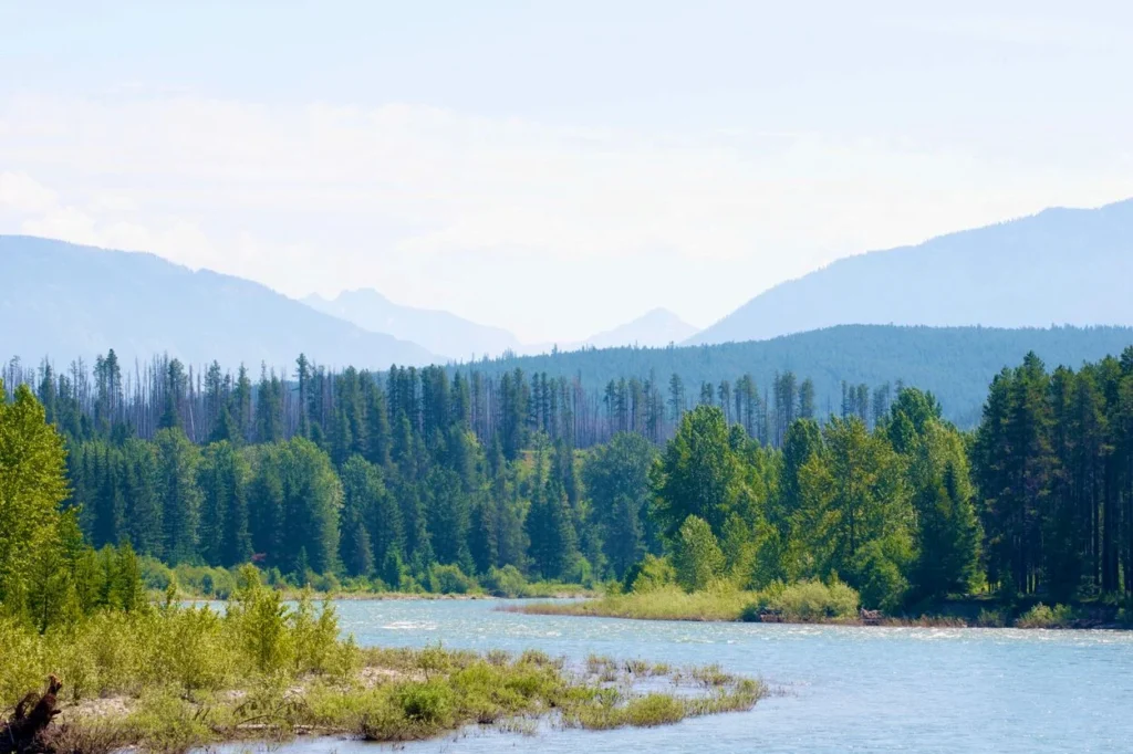 North Fork of the Flathead River flowing past evergreen pine forests near Polebridge, Montana