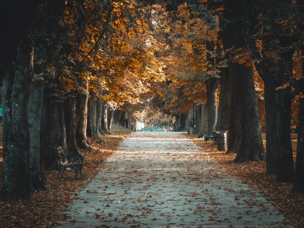 Tree lined walkway with park benches and orange autumn leaves on the ground in Osijek