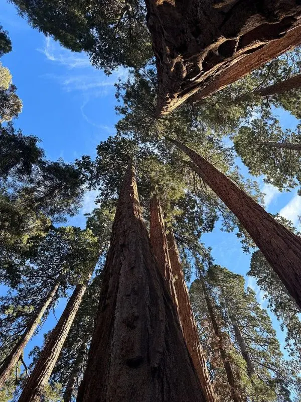 Towering sequoia trees stretch toward the sky at the General Sherman Tree.