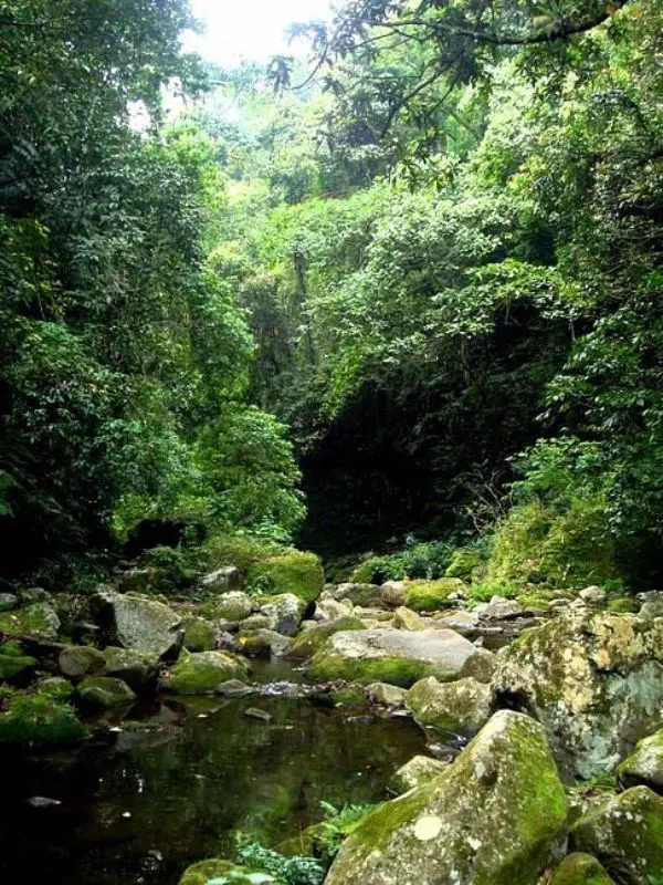 Dense forest and rocky streams cover the slopes of Mt. Banahaw.