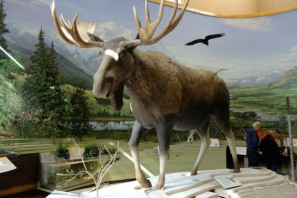 A large moose display inside the Denali Visitor Center.
