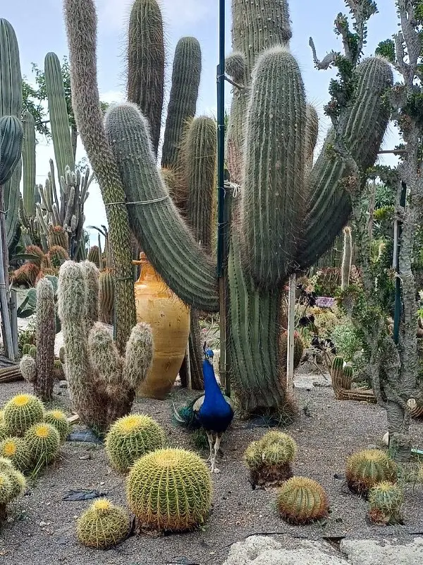 Tall cacti and a peacock in Giardini Ravino.