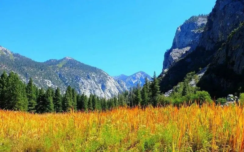 A colorful meadow framed by mountains in Mineral King Valley.
