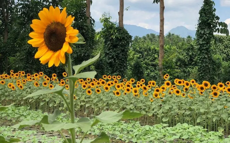 Rows of bright yellow sunflowers bloom at Sunshine Farm.
