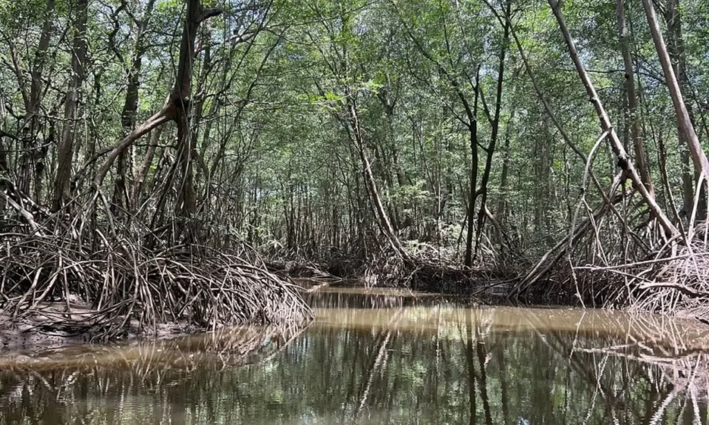 Dense mangrove trees with tangled roots along the calm water during the Tamarindo Mangrove & Estuary Tour.
