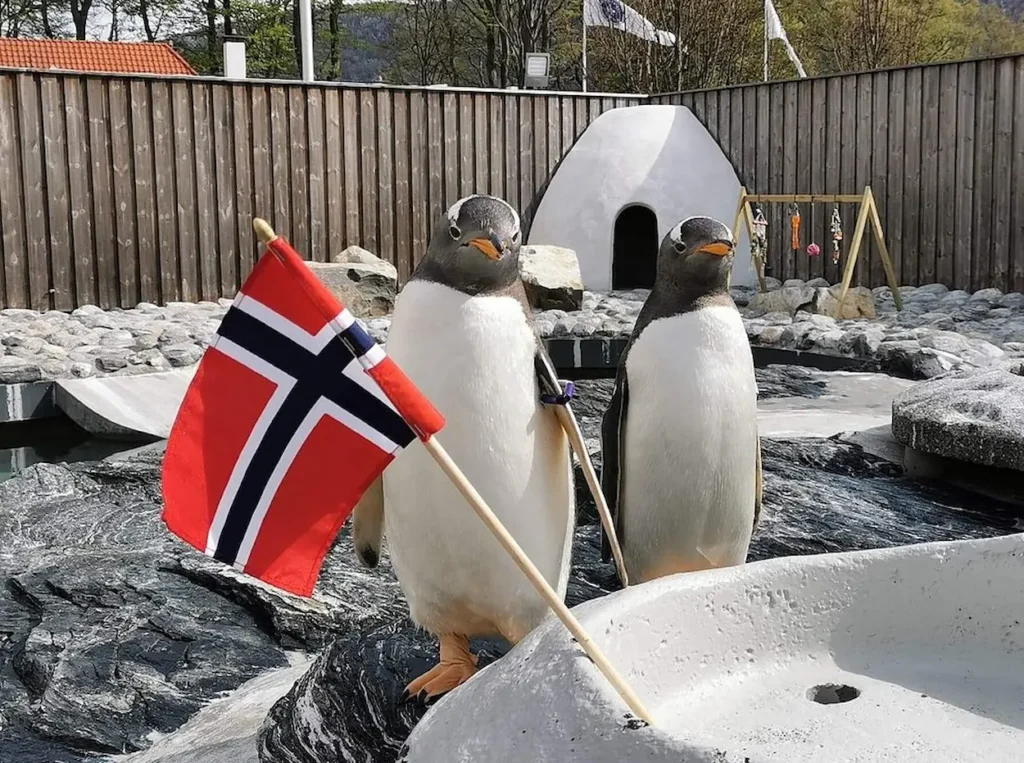 Penguin at Bergen Aquarium