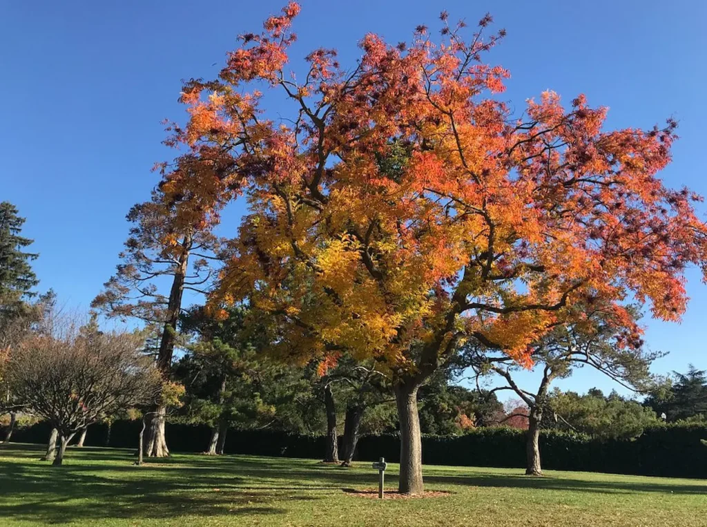 Japanese Friendship Garden