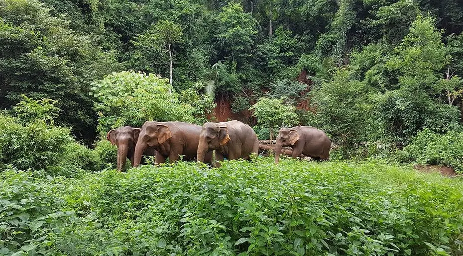 Elephant Valley Project