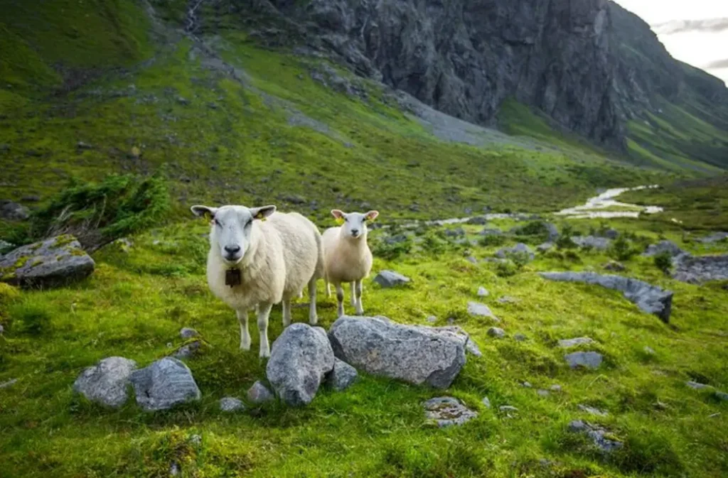 Herdalsetra Mountain Farm