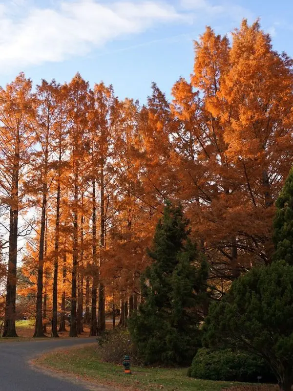 Autumn trees with orange leaves line a path at the U.S. National Arboretum.