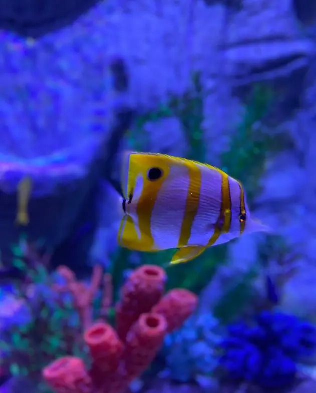 SEA LIFE Aquarium Grapevine