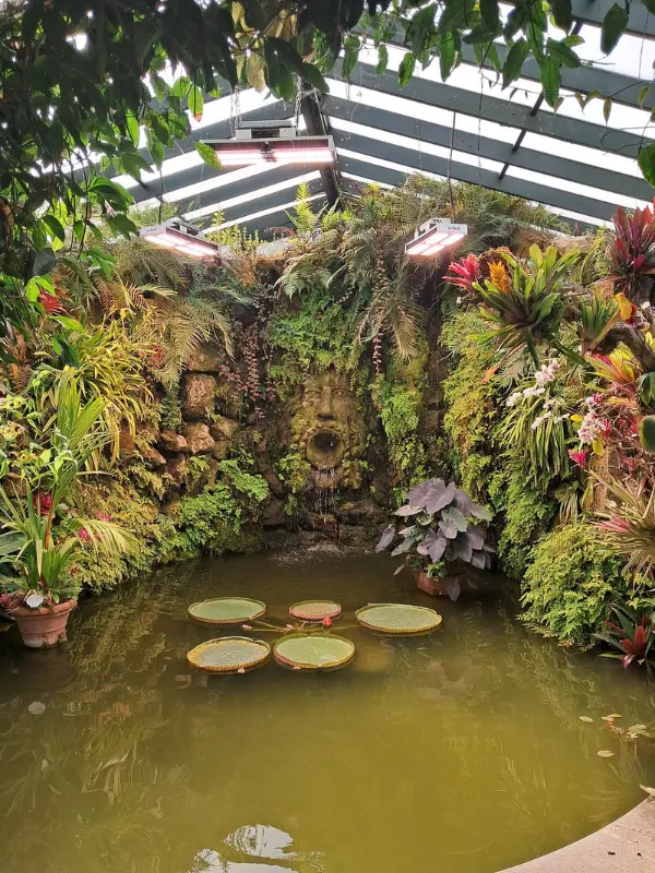 Lush garden pond with water lilies at La Mortella.