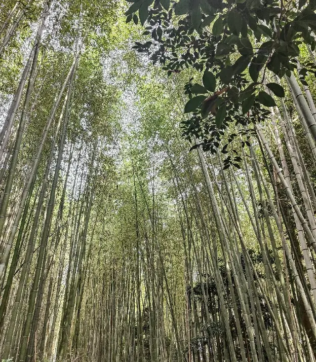 Kyoto Sagano Bamboo Grove & Arashiyama