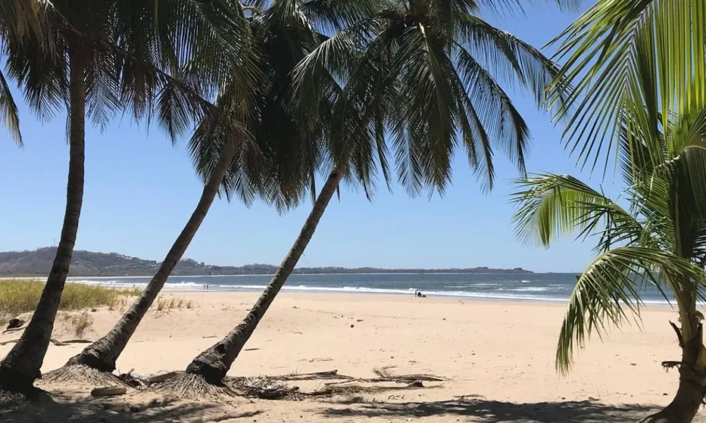 Palm trees leaning over the sandy shore at Playa Grande on a sunny day.