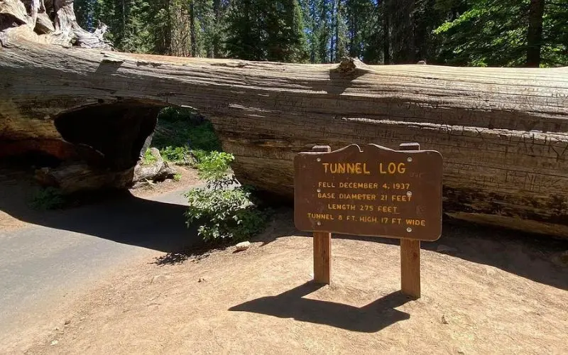 A fallen sequoia with a carved tunnel known as Tunnel Log Drive.