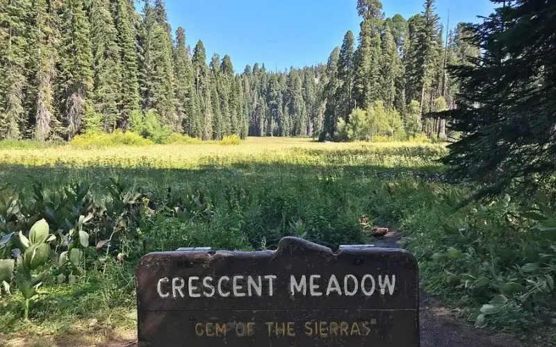 A wide grassy clearing surrounded by sequoias at Crescent Meadow.