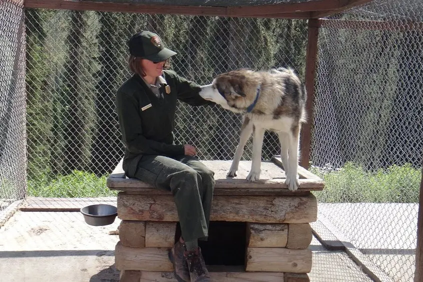 A park ranger sitting with a sled dog at Denali Kennels.