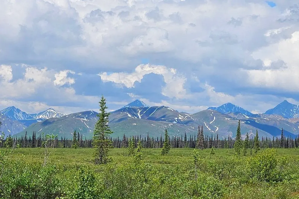 A distant view of snow-covered Mount Denali rising above the landscape.