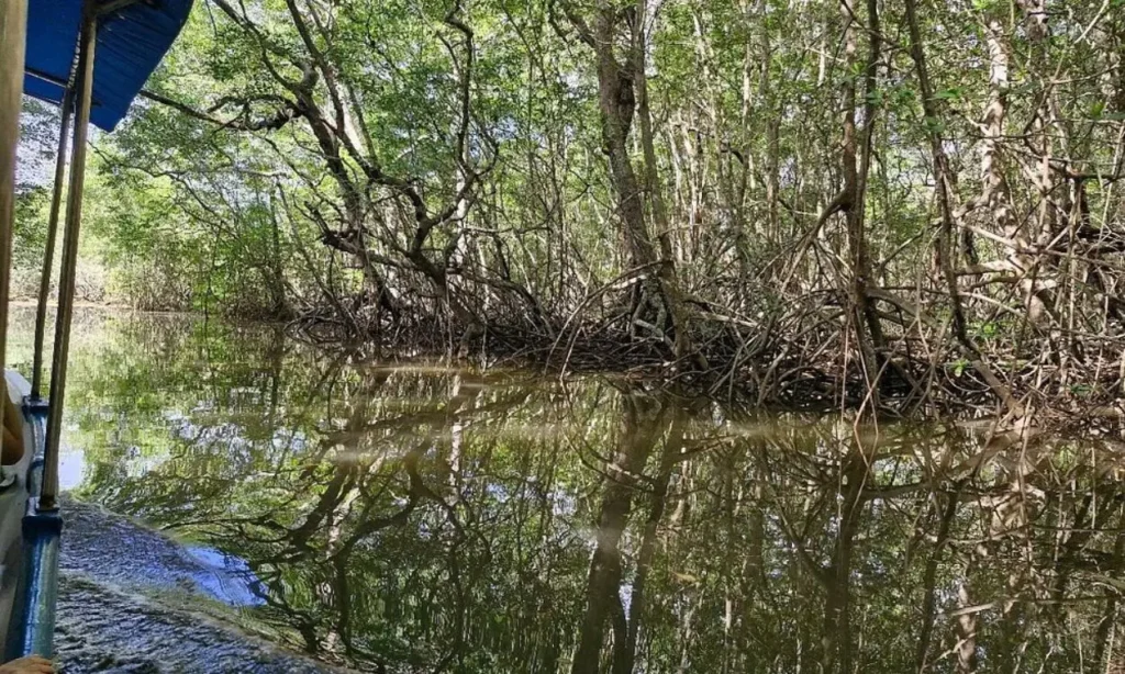A boat gliding through calm waters surrounded by mangroves at Tamarindo Wildlife Refuge.