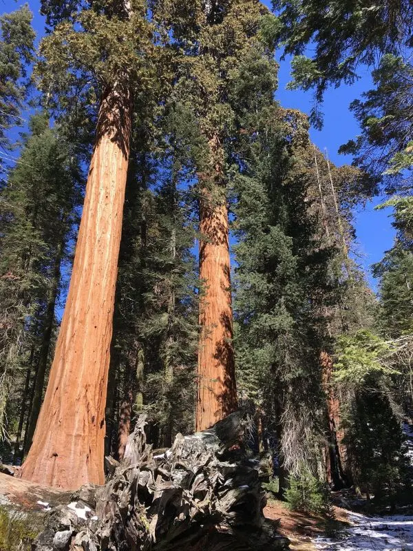 Towering sequoias line the path along the Big Trees Trail.