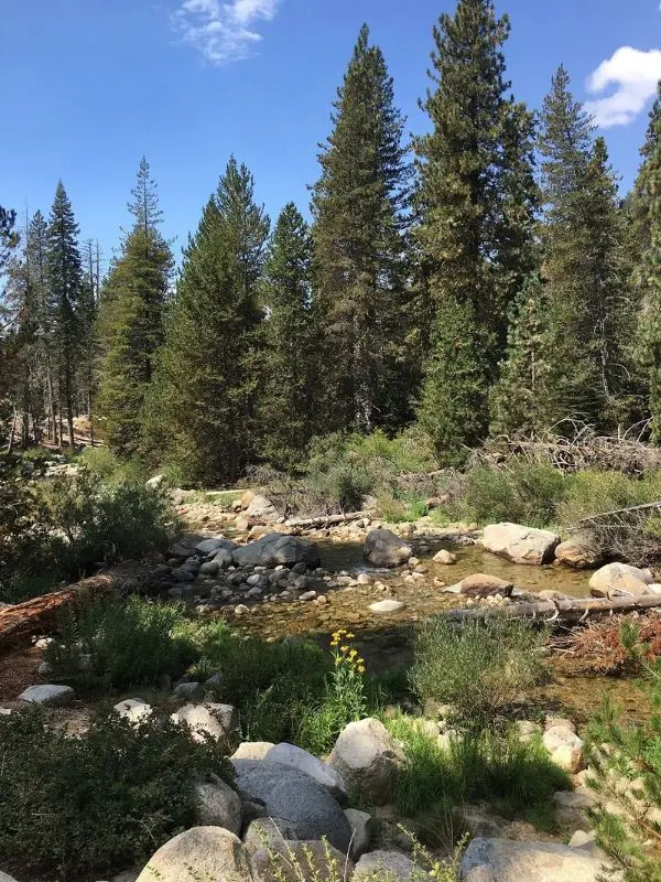 A shallow rocky stream flows through Lodgepole Village.