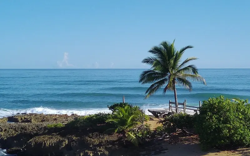 Palm trees and ocean waves at Piñones State Forest.