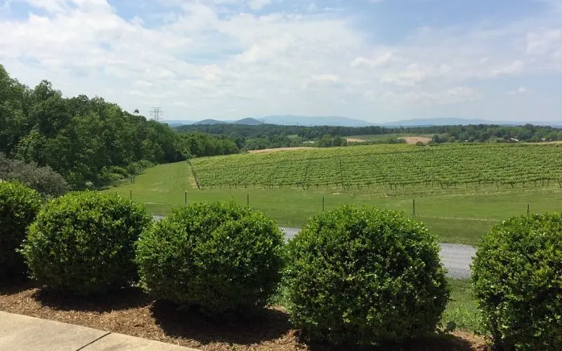 Vineyard view with rolling hills along the Shenandoah Valley Wine Trail.