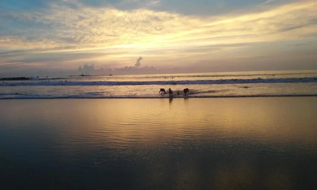 Golden sunset reflecting on the water with surfers and dogs playing at Witch's Rock Surf Camp.