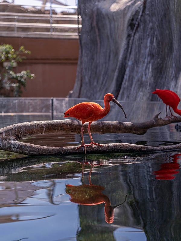 Bioparc València: A immersive wildlife experience amidst lush greenery, where conservation meets the beauty of Valencia's culture.